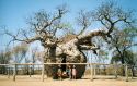 Image of the Prison Boab tree at Derby WA