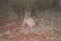 A Mala feeding at Watarrka, NT.