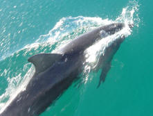 Beach Daze Cruises Jervis Bay