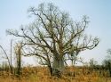 Image of Boab tree near Wyndham WA.