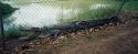 Image of large crocodile at the Darwin Crocodile Farm.