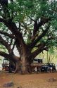 Under the Rain Tree at Springvale Caravan park in Katherine, NT.