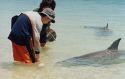 Image of Raymond feeding 'Puk' the dolphin at Monkey-mia WA.