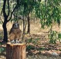 Image of Owl at the Territory Wildlife Park Darwin.